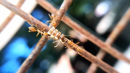 Ants Teamwork In Bringing Food