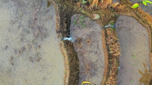 Drone Footage of Rice Paddies