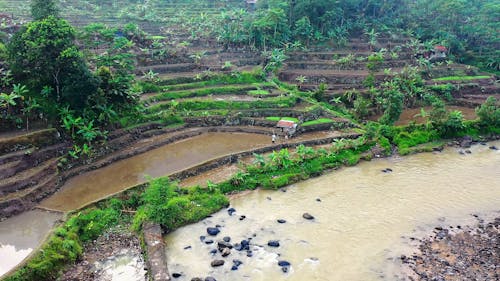 Drone Footage of Rice Paddies