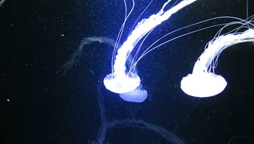 ブルークラゲ 無料の動画素材 ブルークラゲ 無料の動画素材