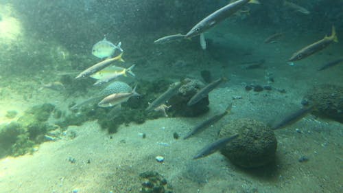 Marine Life Inside the Aquarium