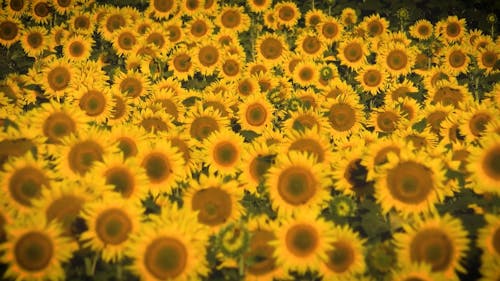Bees Feeding On A Sunflowers Field