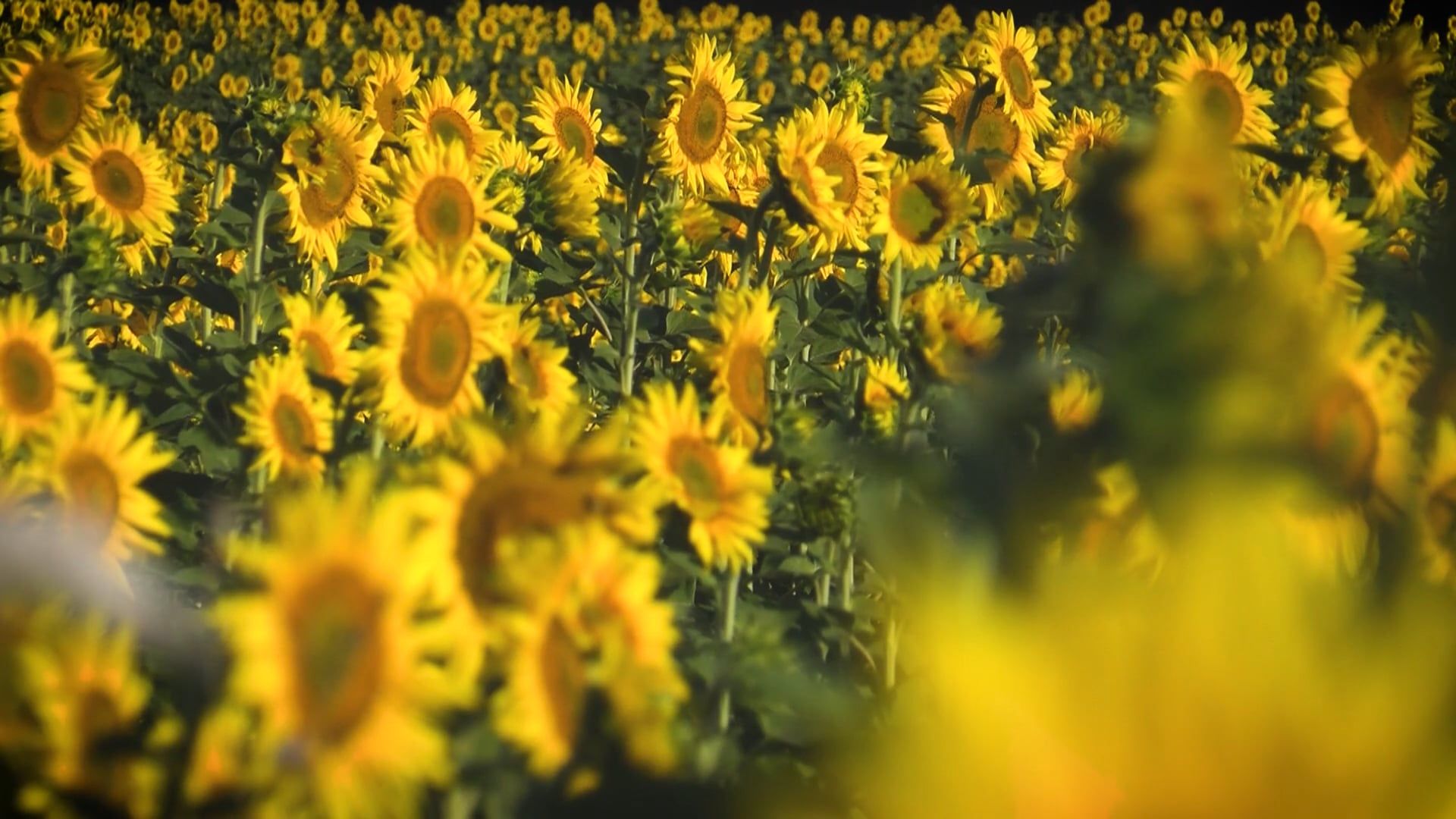 Sunflower Videos, Download The BEST Free 4k Stock Video Footage ...