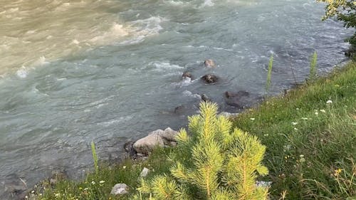 River Flowing Through the Forest 