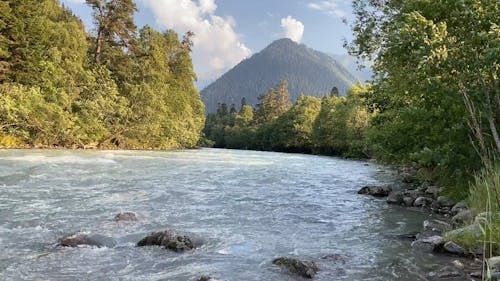 River Flowing Through the Forest