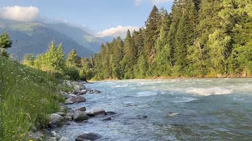 River Flowing Through the Forest 