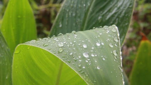 Water Droplets on the Big Leaf