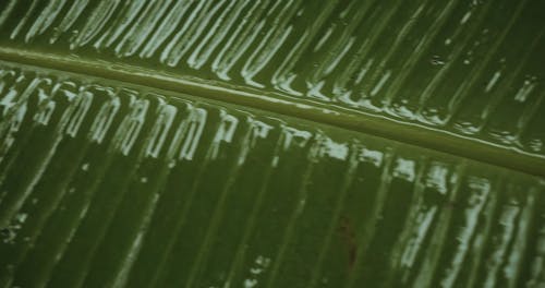 Close Up View of a Wet Banana Leaf