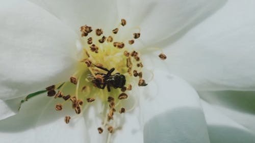 Close Up View of a Bee on a White Flower