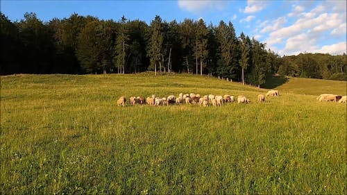 Sheep on the Grassland