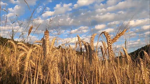 Wheat Field on a Cloudy Day