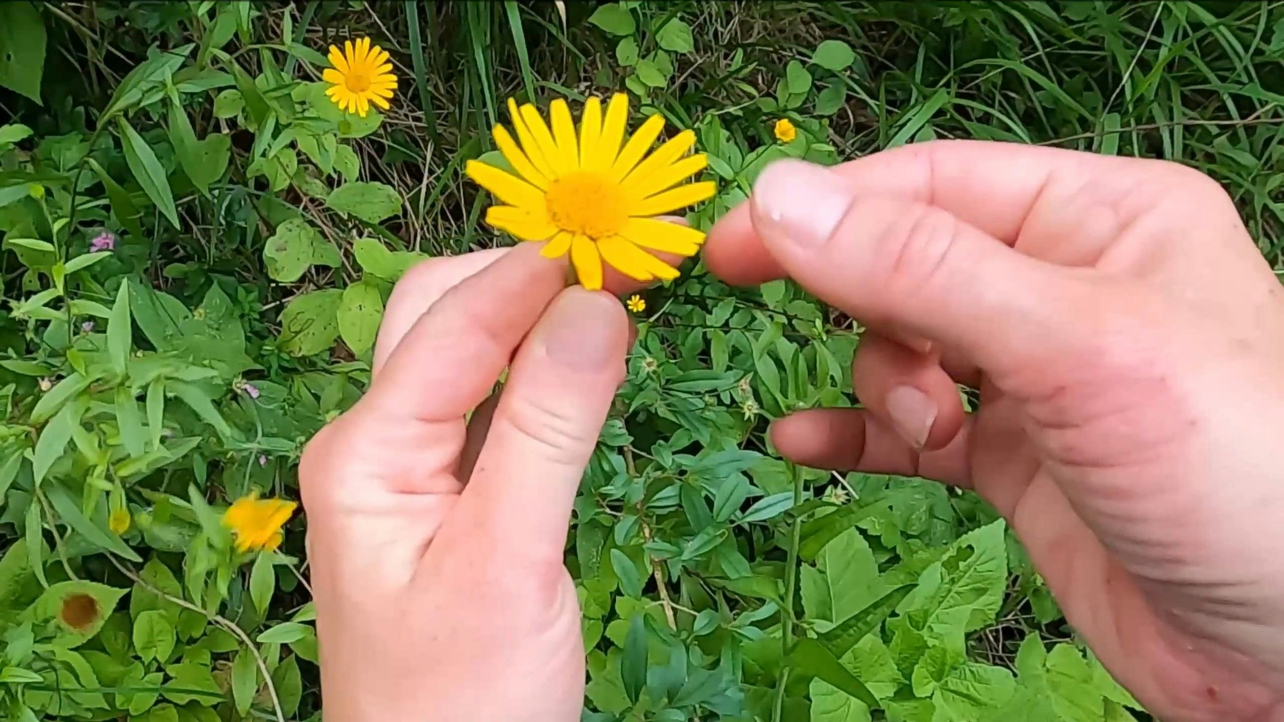 Person Picking a Flower Free Stock Video Footage, RoyaltyFree 4K & HD Video Clip