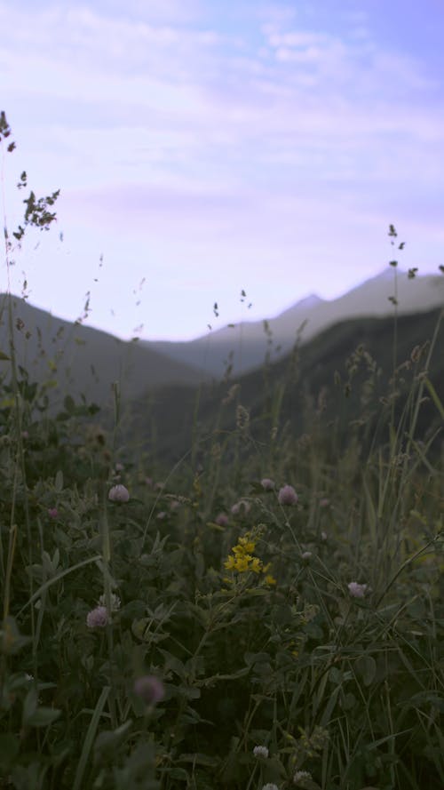 A Woman Smelling Flowers