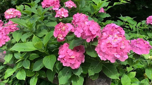 Beautiful Pink Flowers