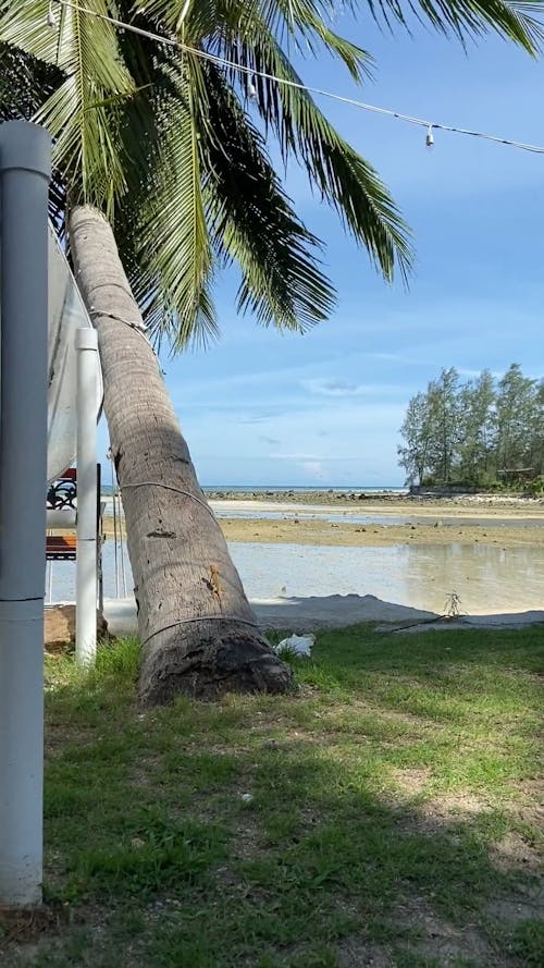 Lizard on a Coconut Tree