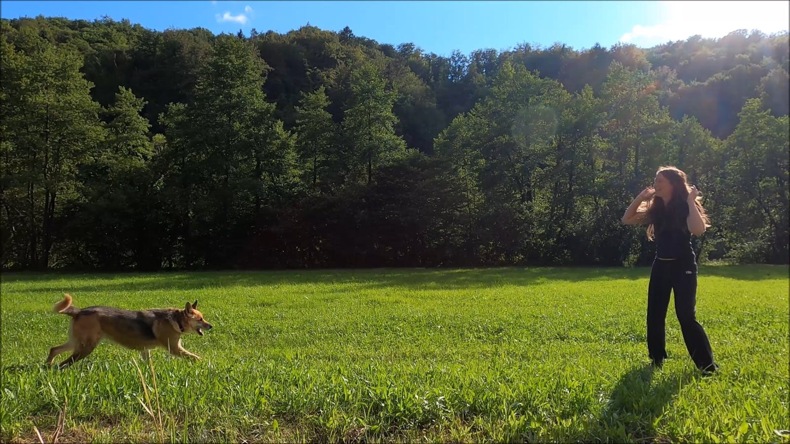 Wine Country Dog Show Videos, Download The BEST Free 4k Stock Video