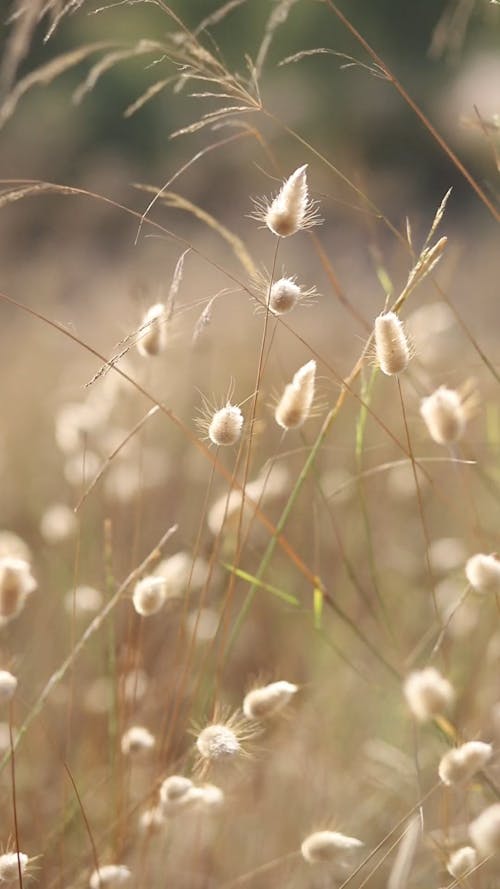 Close-up Video of Wild Grass