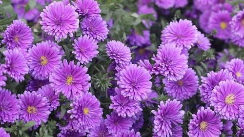 Beautiful Purple Flowers