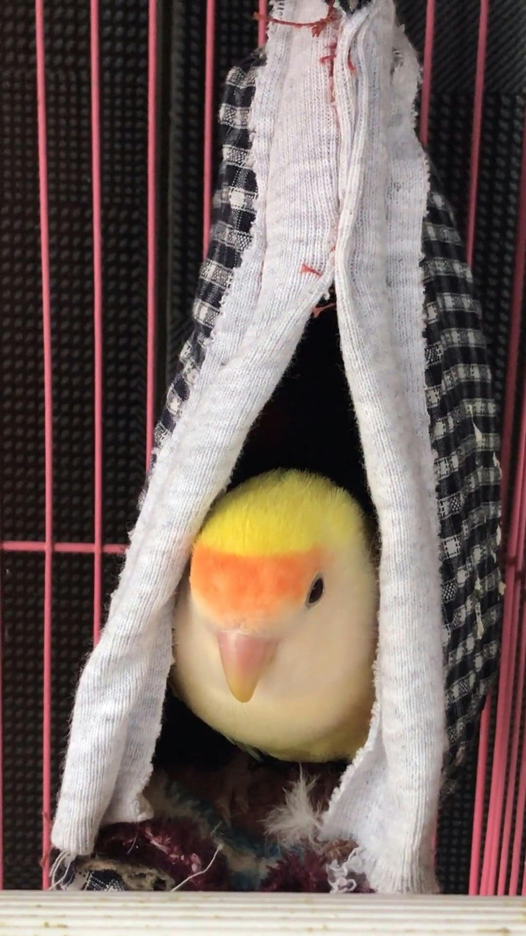 Love Birds In Captive Cared For As Pets · Free Stock Video