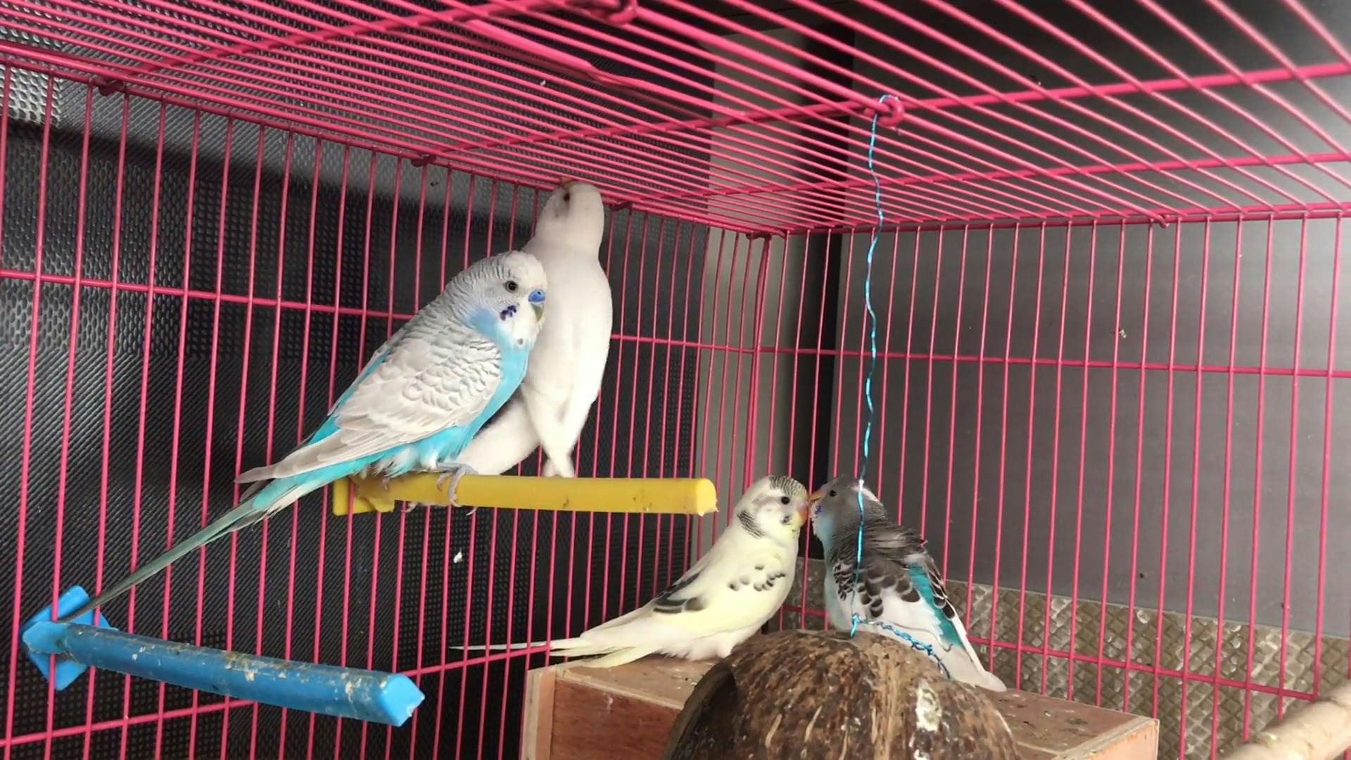 Captive Love Birds · Free Stock Video