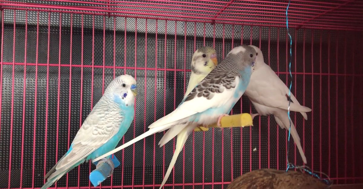 Birds Inside the Cage · Free Stock Video