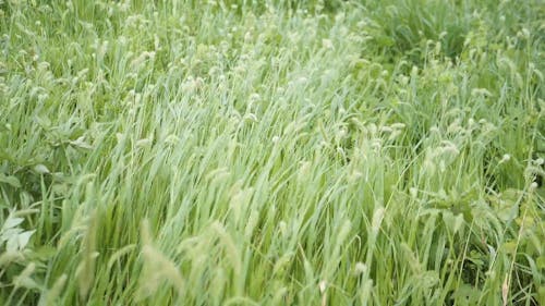 Green Grass on a Windy Day