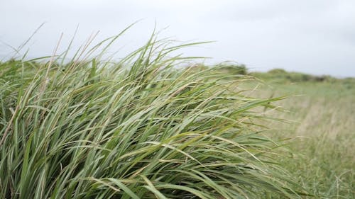 Grass Being Blown by the Wind