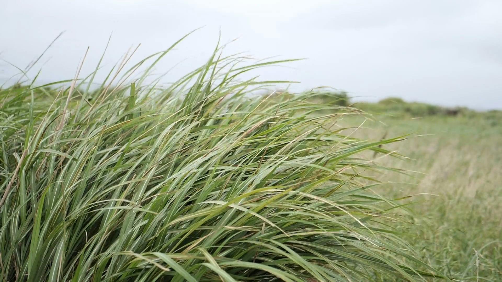 Gentle Breeze Blowing Green Grass \u00b7 Free Stock Video