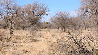 video of wild animals