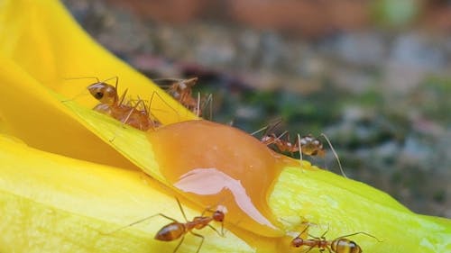 Close-Up Video of an Ants