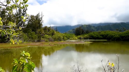 A Placid Fish Pond