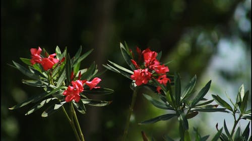 Close-Up View of Red Flowers