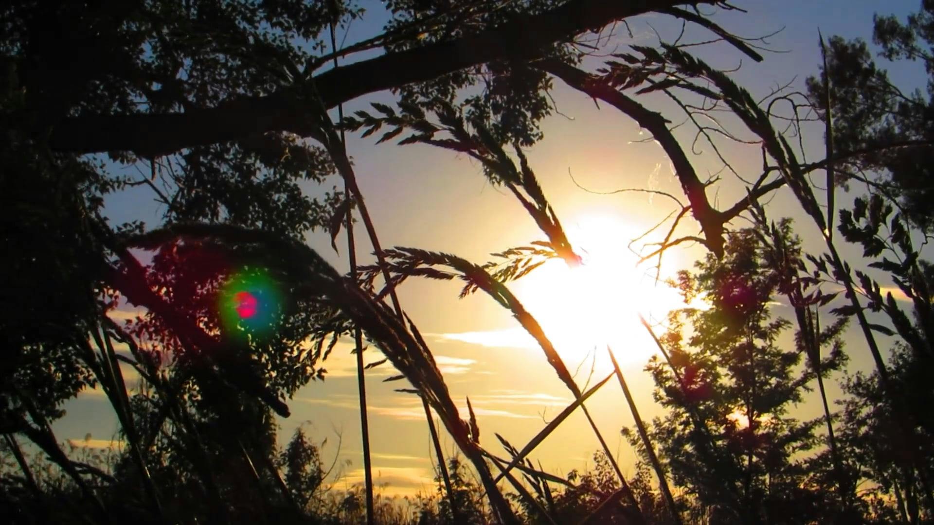 Video by Adrian  Hoparda