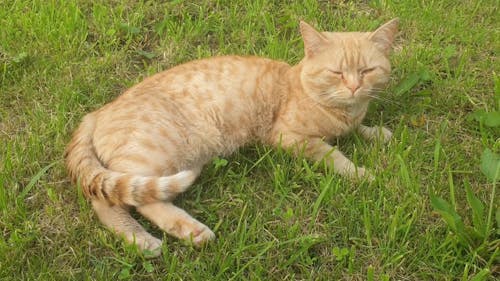 Cat Lying on Grass