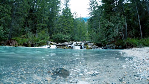 Low-Angle Shot of a Clean River in the Middle of the Woods