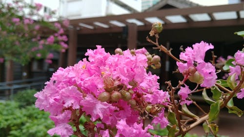 Close-Up View of Pink Flowers