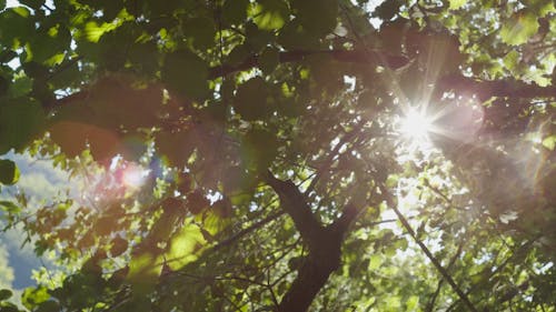 Tree Leaves As Shade From The Sunrays