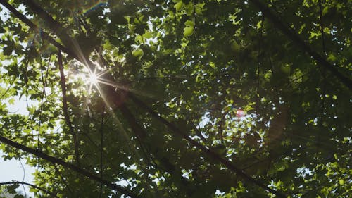 Tree Leaves Shading The Rays Of The Sun