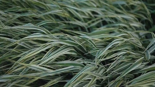 Close Up Video of Green Grass Blown By the Wind