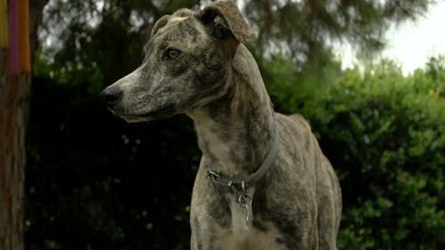 Close-Up View of a Dog