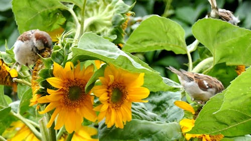 Close-Up View of Birds Eating Sunflower Seeds