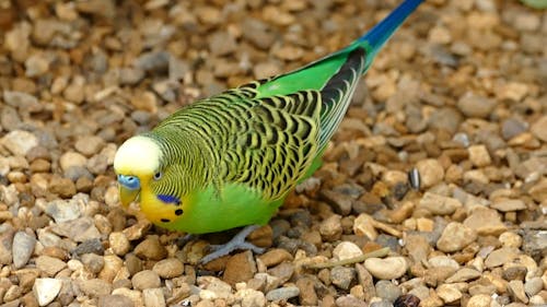 Close-Up View of a Parakeet