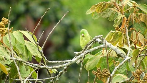 Bird Perched on a Tree Branch