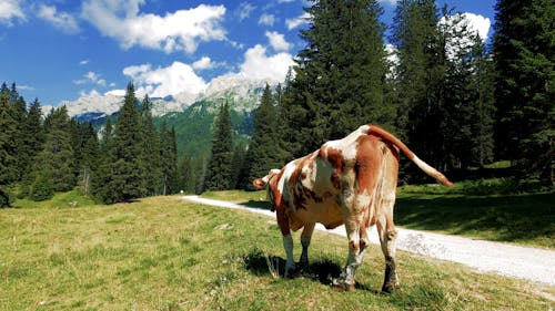 A Cattle Grazing on Pastoral Land