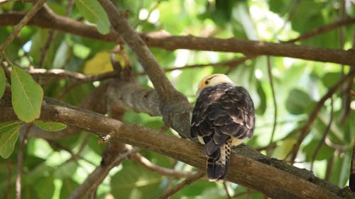 Bird on the Tree