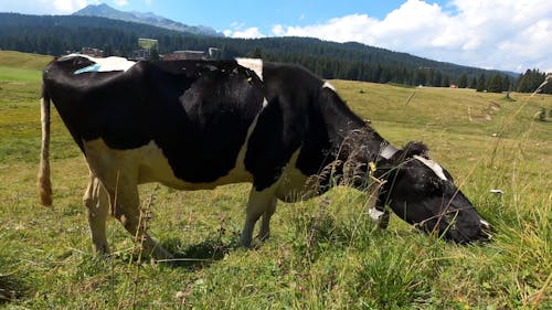 A Cow Grazing in the Pasture