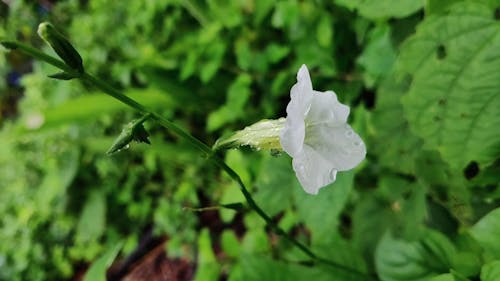 Close-up Footage Of A Wild White Flower