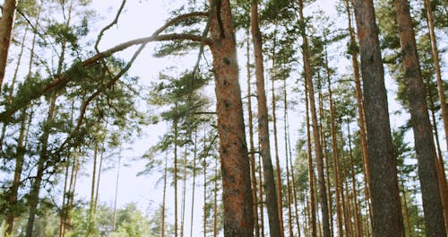 Tall Trees in the Woodland