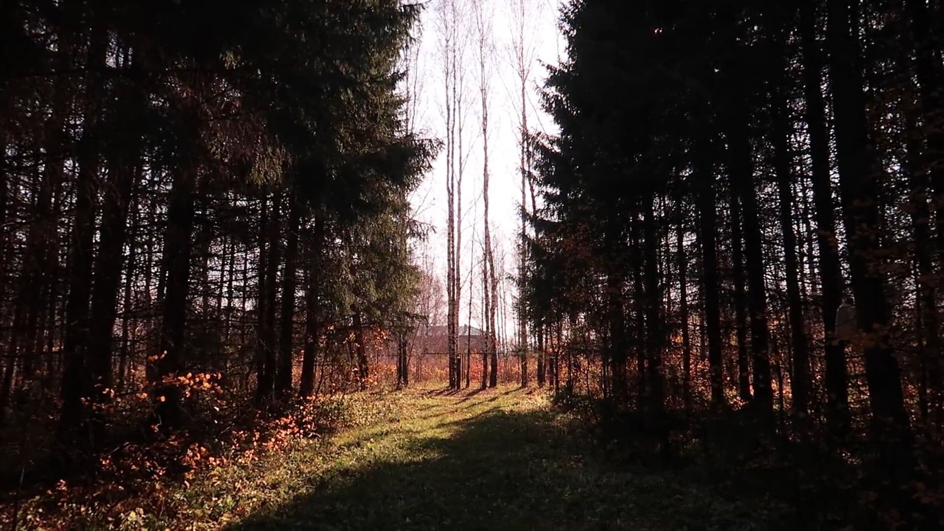 A Scenic View of the Woods · Free Stock Video