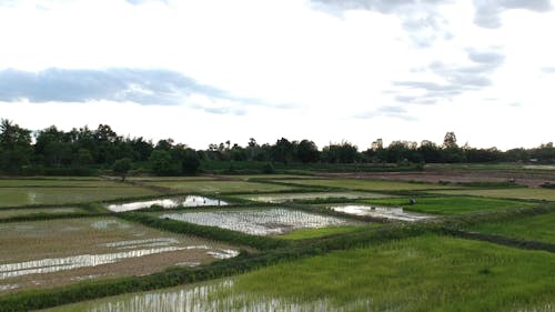 Beautiful Scenery of a Rice Field